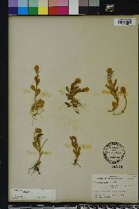 Polygala lutea image