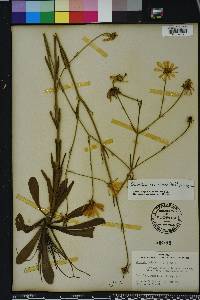 Sabatia decandra image