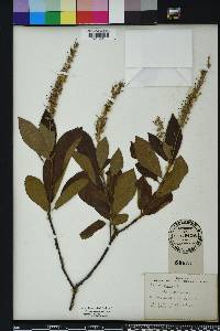 Clethra alnifolia image