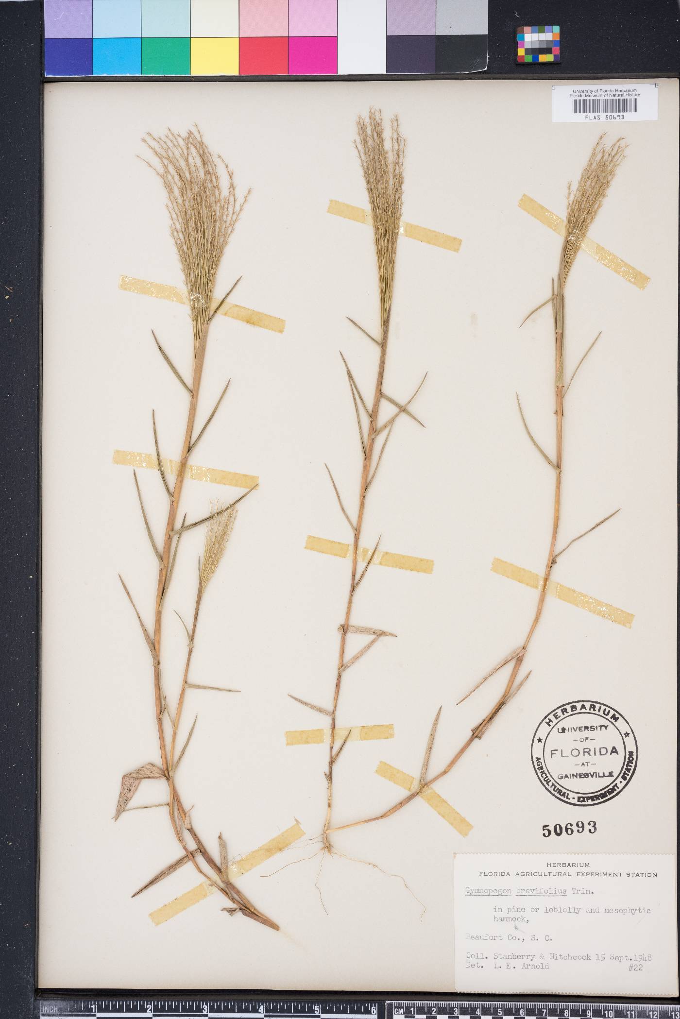 Gymnopogon brevifolius image