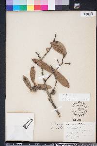 Quercus incana image