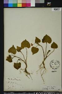 Viola pubescens var. pubescens image