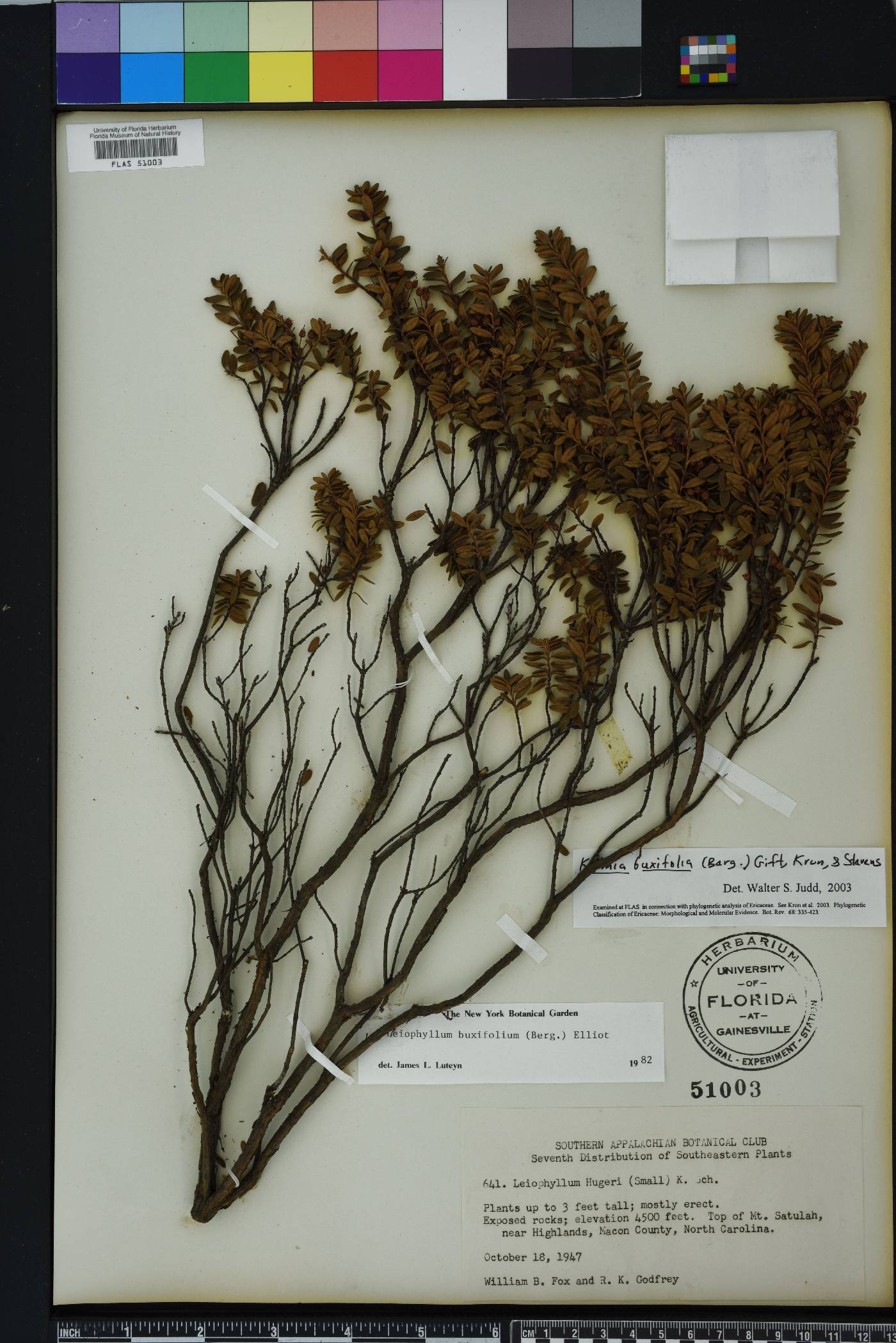 Leiophyllum image