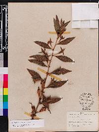 Ludwigia peruviana image