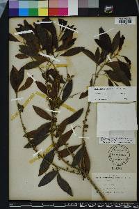 Sideroxylon salicifolium image