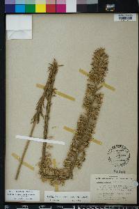 Liatris elegans image