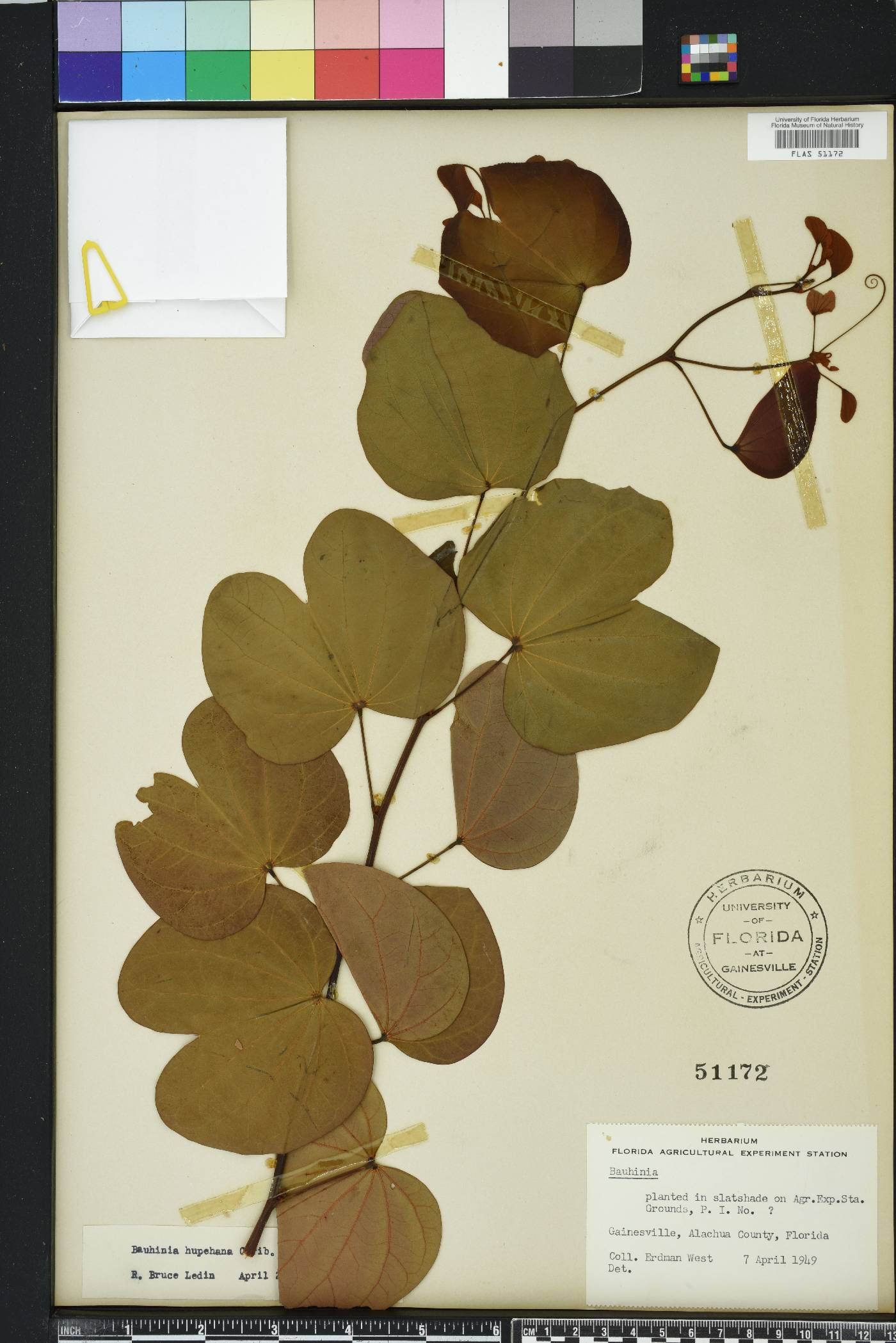 Bauhinia glabra image