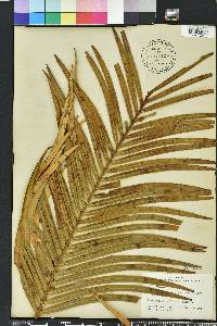 Cycas circinalis image