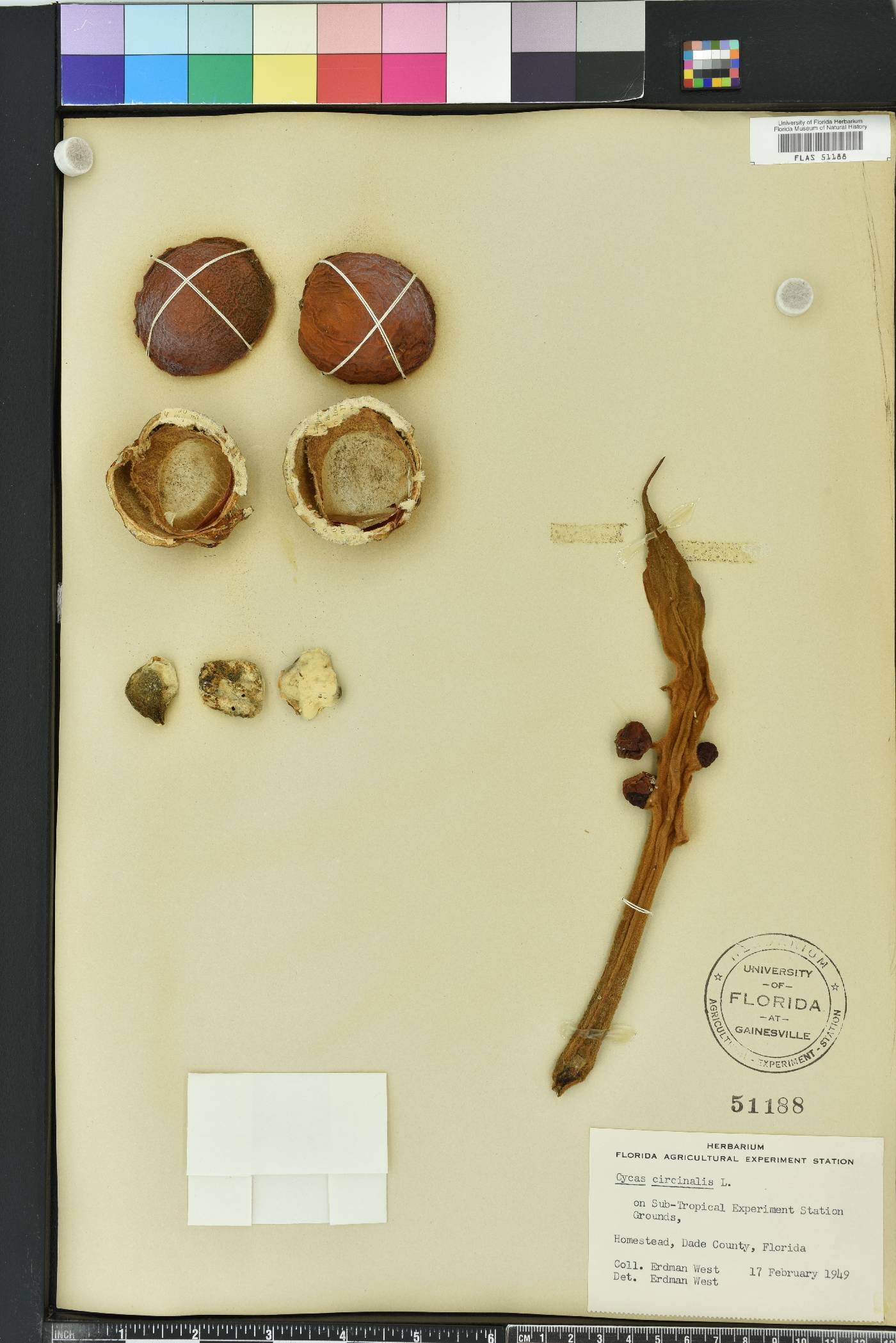 Cycas circinalis image