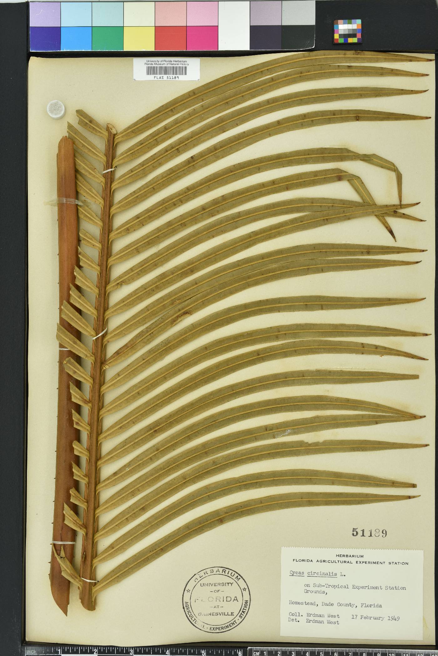 Cycas circinalis image