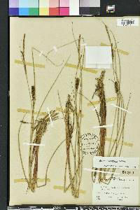 Carex walteriana image