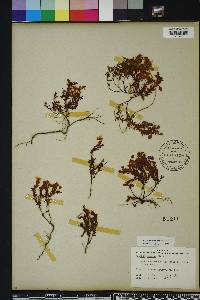 Hypericum suffruticosum image