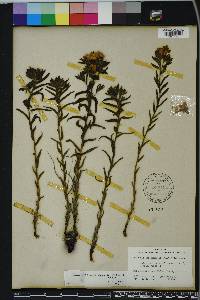 Lithospermum caroliniense image