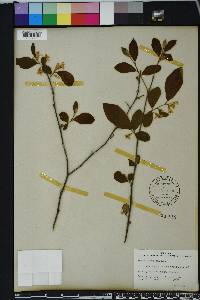 Styrax americanus image