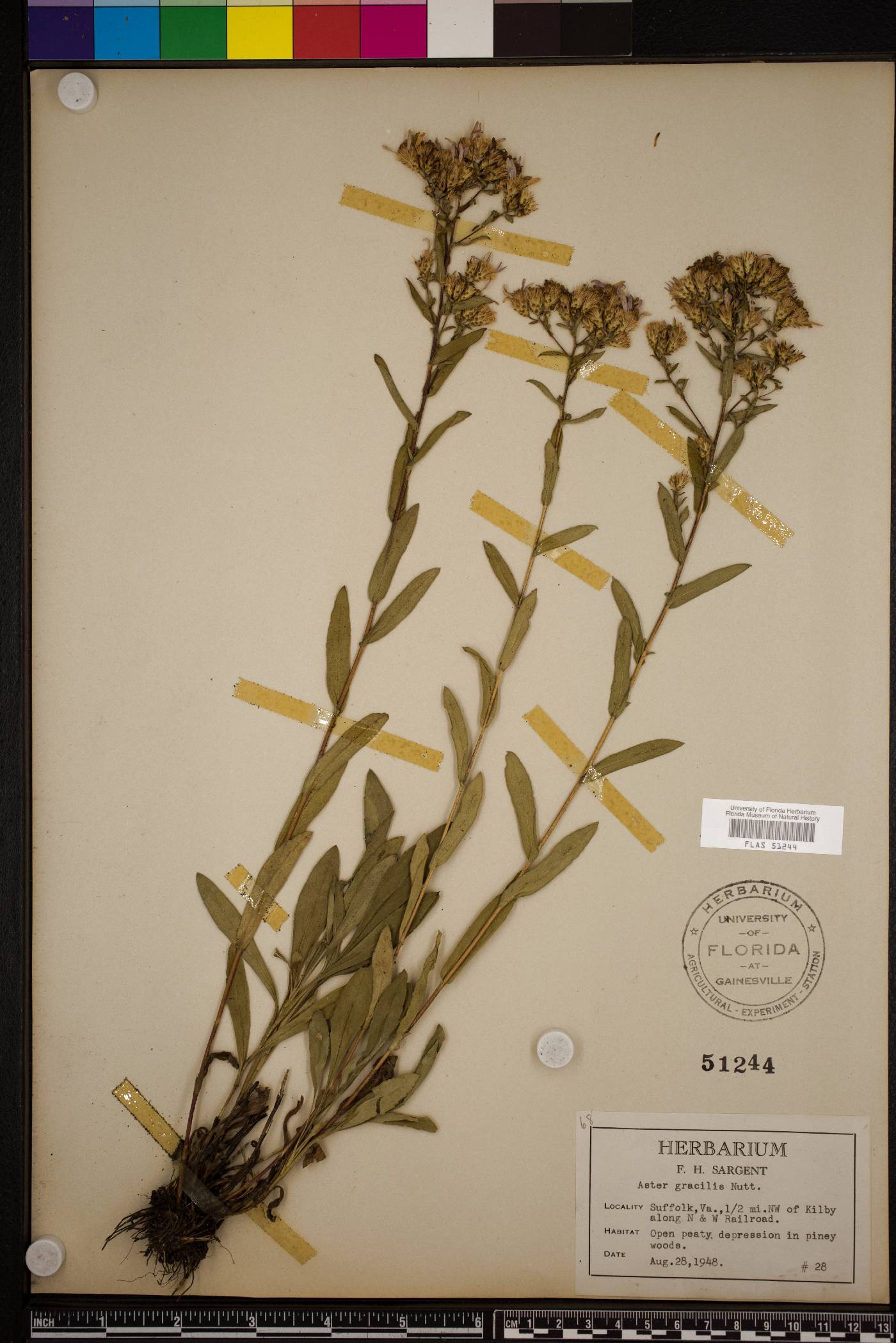 Eurybia compacta image