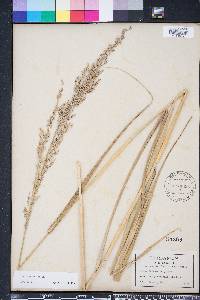 Panicum amarum image