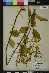 Scutellaria incana image