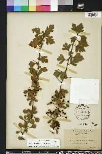 Crataegus spathulata image