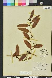 Smilax laurifolia image