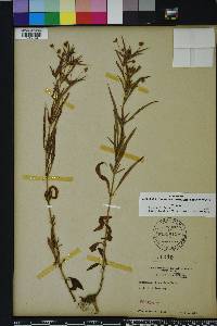 Lysimachia lanceolata image