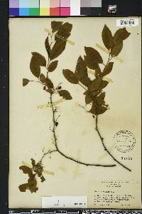 Prunus umbellata image