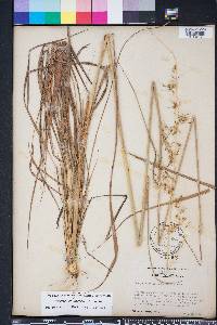 Sorghastrum secundum image