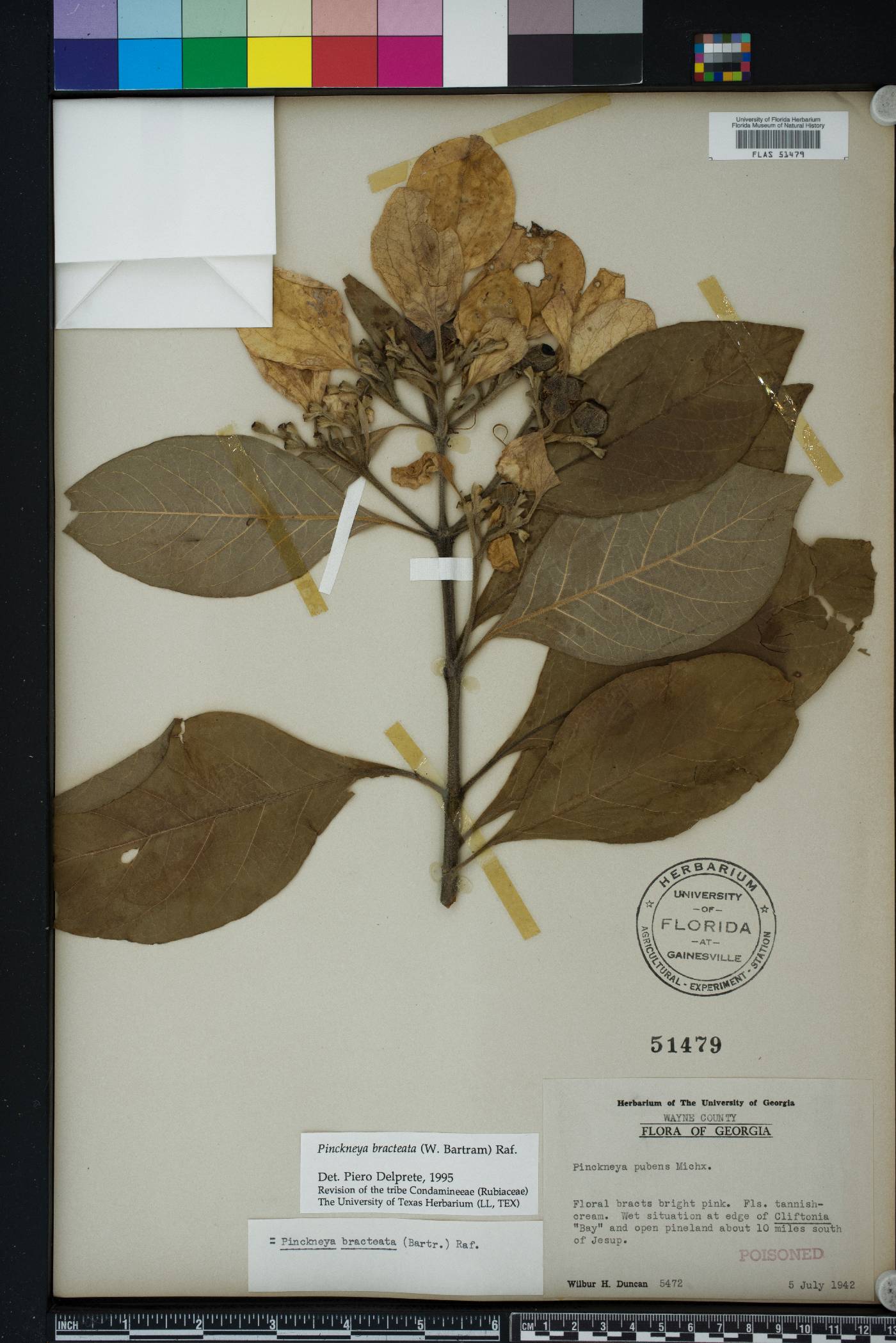 Pinckneya bracteata image