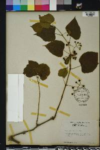 Ampelopsis cordata image