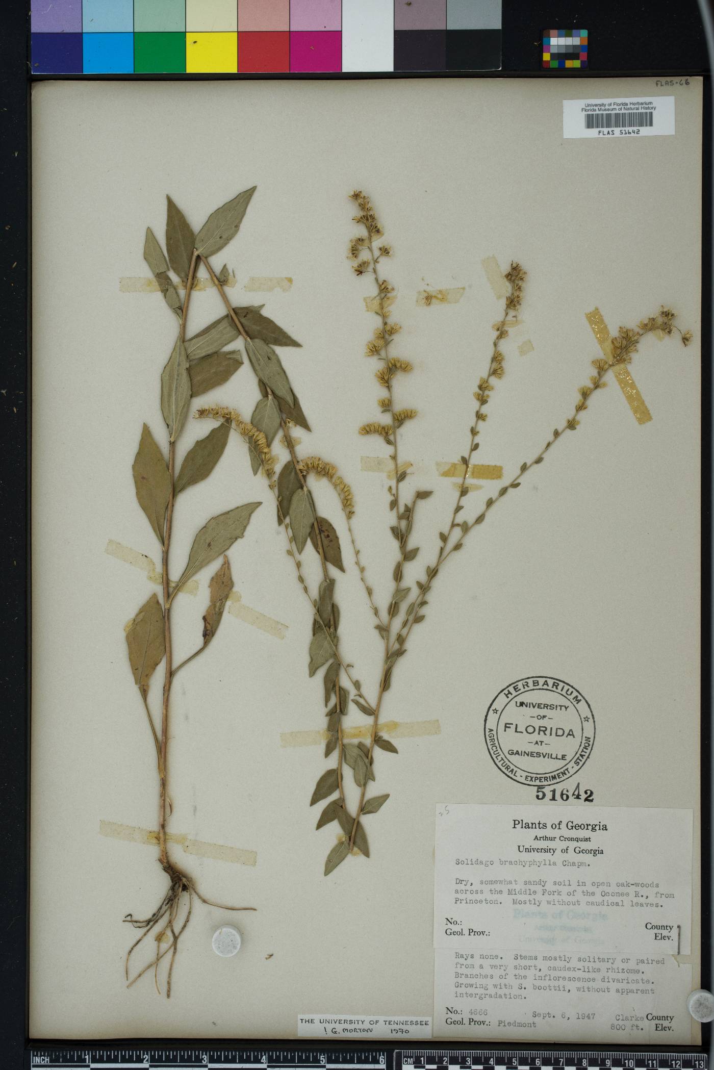 Solidago brachyphylla image