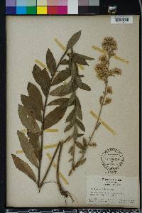 Solidago petiolaris image