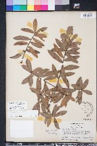 Quercus pumila image