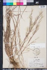 Andropogon ternarius image