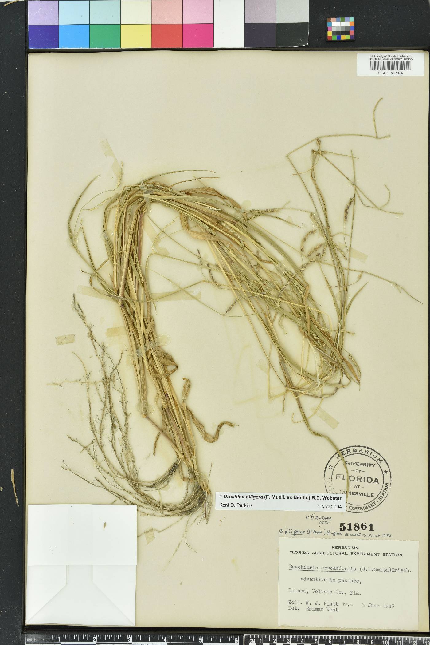 Urochloa piligera image