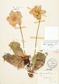 Sarracenia rosea image