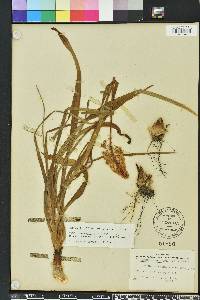 Amianthium muscitoxicum image