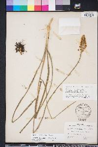 Stenanthium densum image