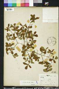 Crataegus uniflora image