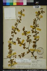 Crataegus michauxii image