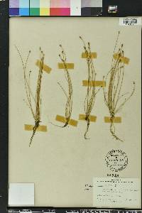 Eleocharis albida image