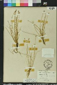 Eleocharis albida image