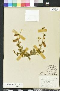 Crotalaria rotundifolia image