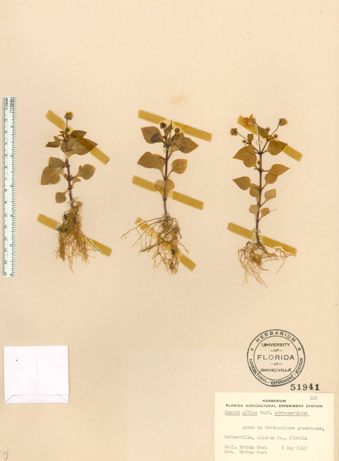 Exacum affine image