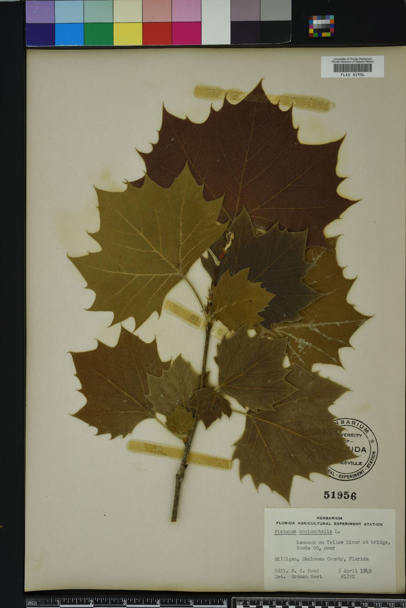 Platanus orientalis image