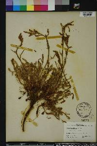 Rumex hastatulus image