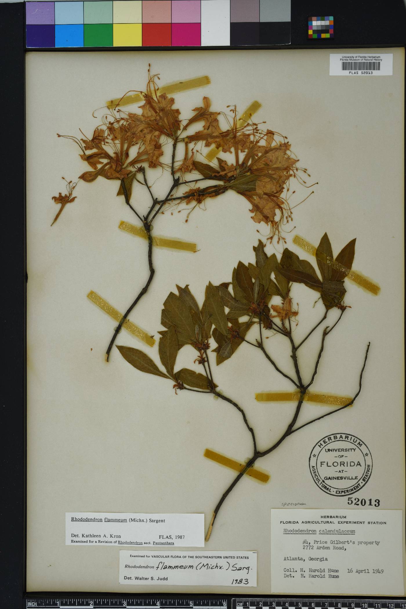 Rhododendron flammeum image