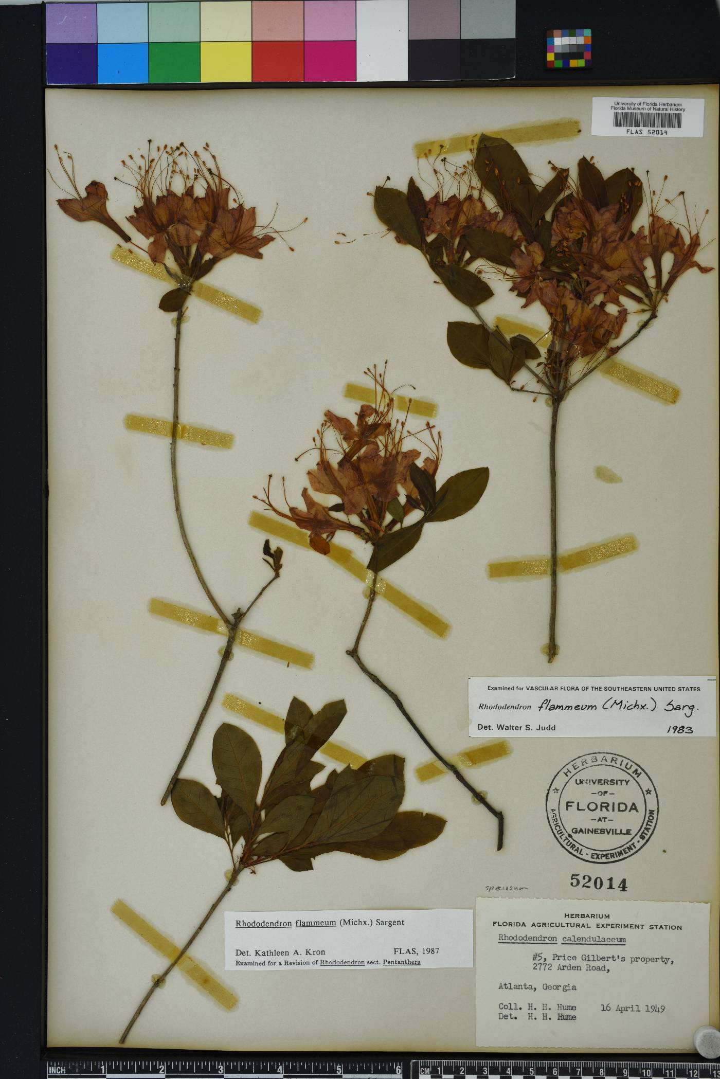 Rhododendron flammeum image