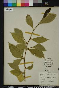 Ficus tinctoria image