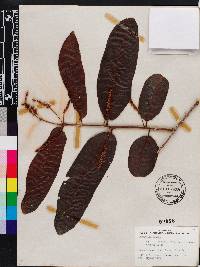 Terminalia arjuna image