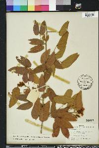 Bauhinia glabra image