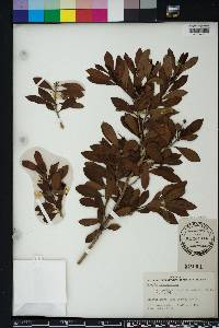 Image of Syzygium eucalyptoides